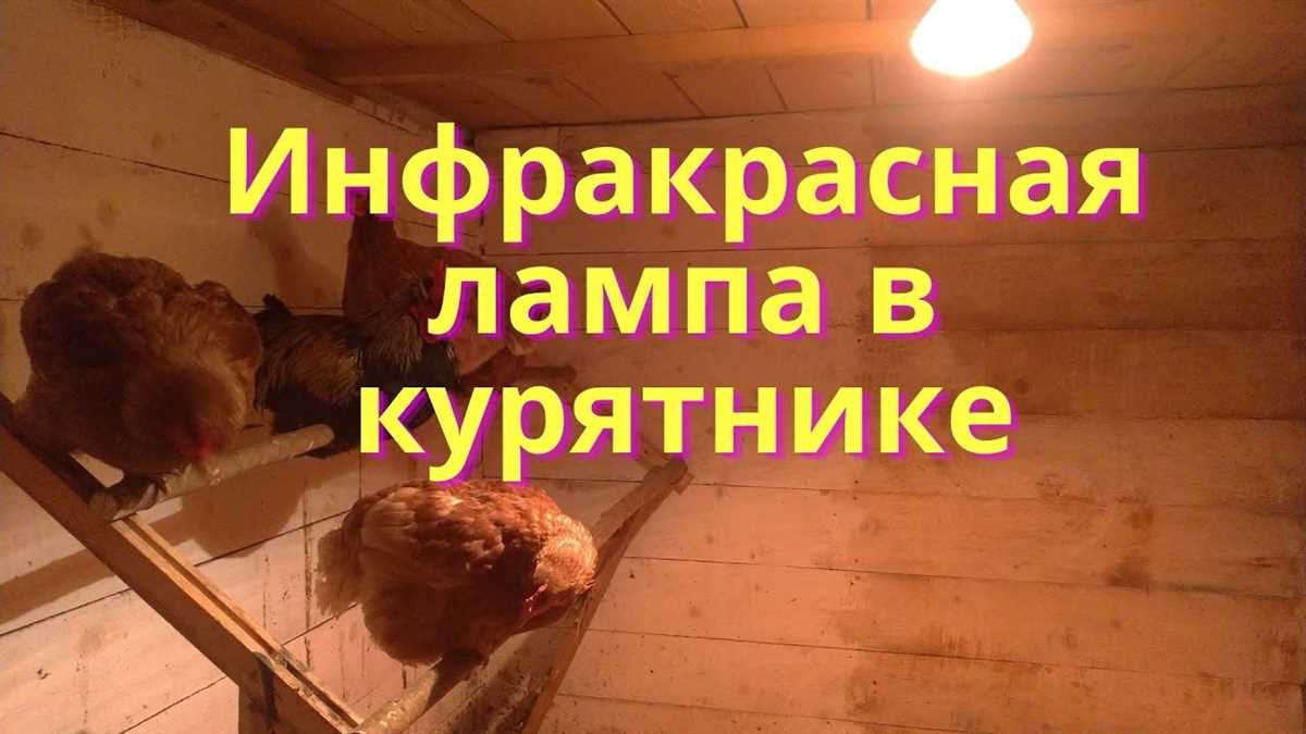 Применение теплого пола в курятнике