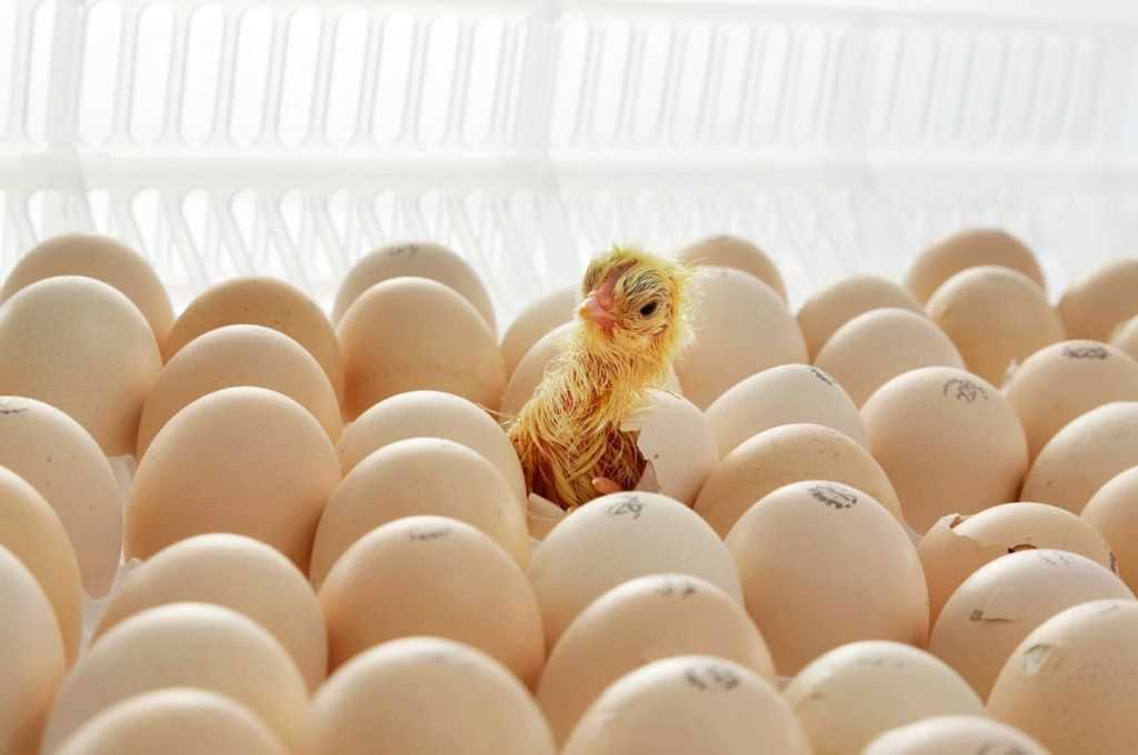 Выбор яиц