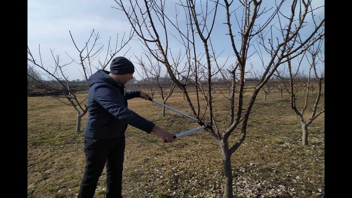 Профилактика болезней и вредителей