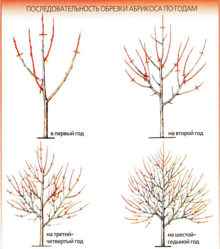 Почему необходима обрезка абрикоса весной?