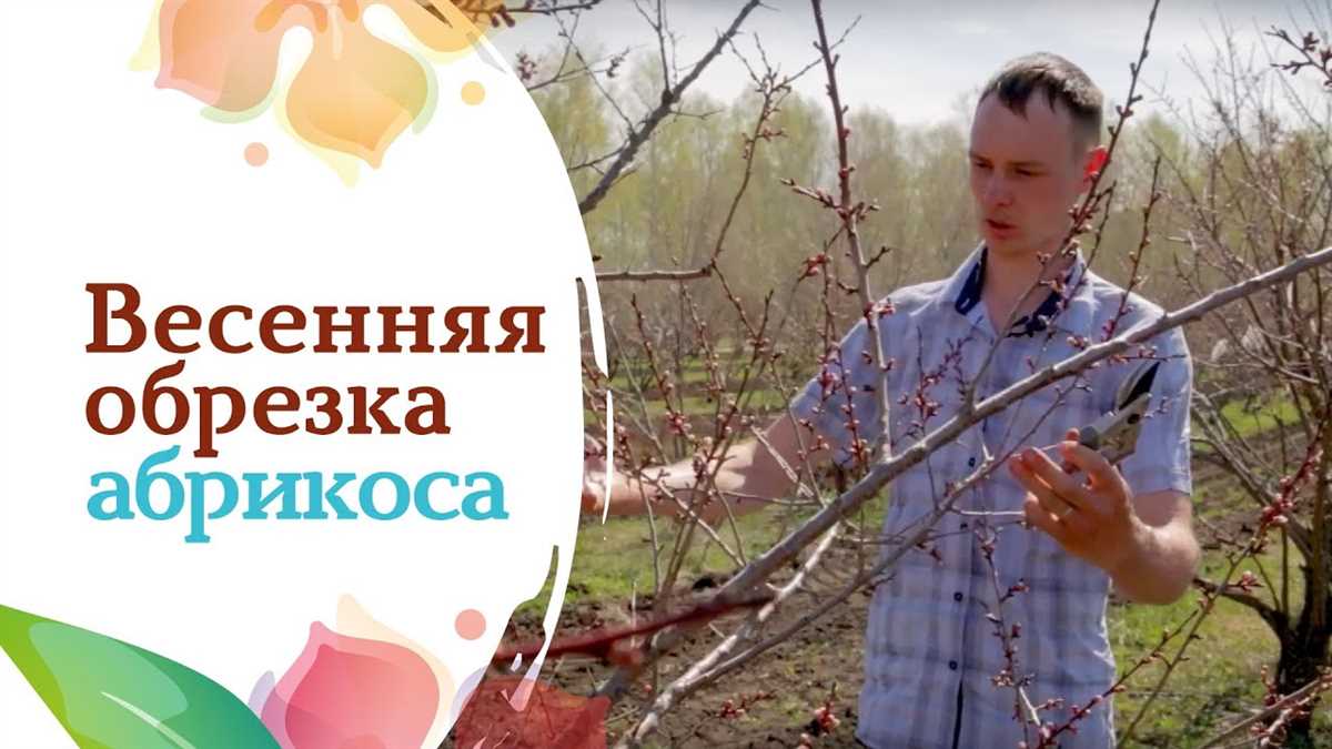 Основные причины для обрезки абрикоса весной