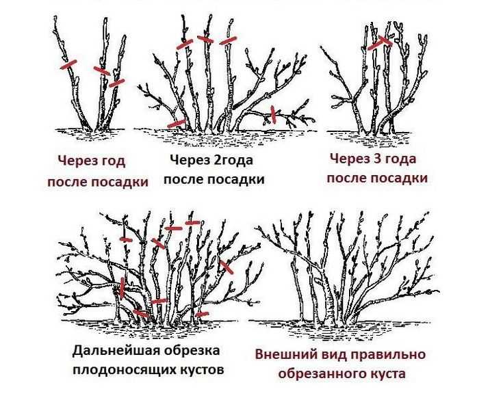 1. Определение правильного времени обрезки