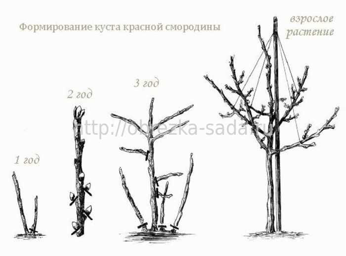 Когда осуществлять сокращение длины побегов?