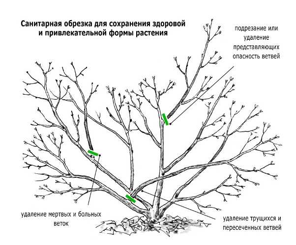 1. Сохраняет форму и размер кустарника