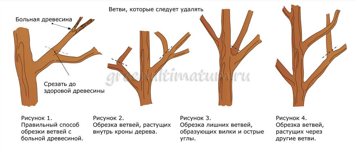 Преимущества регулярной обрезки