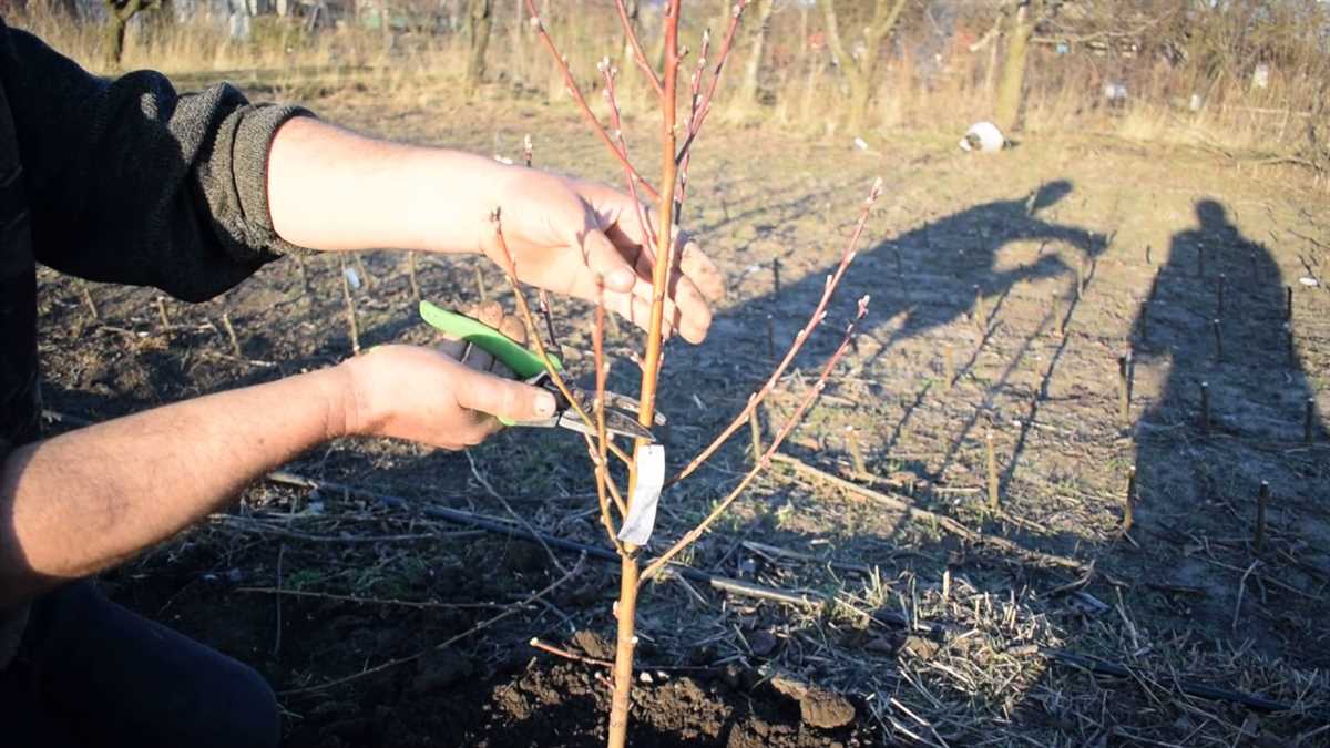 Основные принципы обрезки персика весной