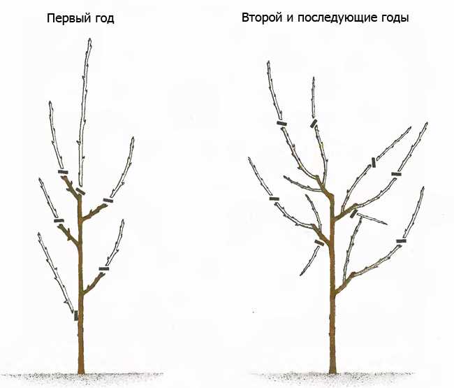 Почему обрезать персик?