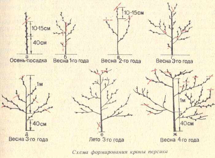 Когда и как обрезать персик?