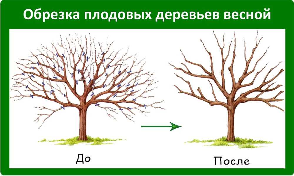 Причины и польза обрезки плодовых деревьев