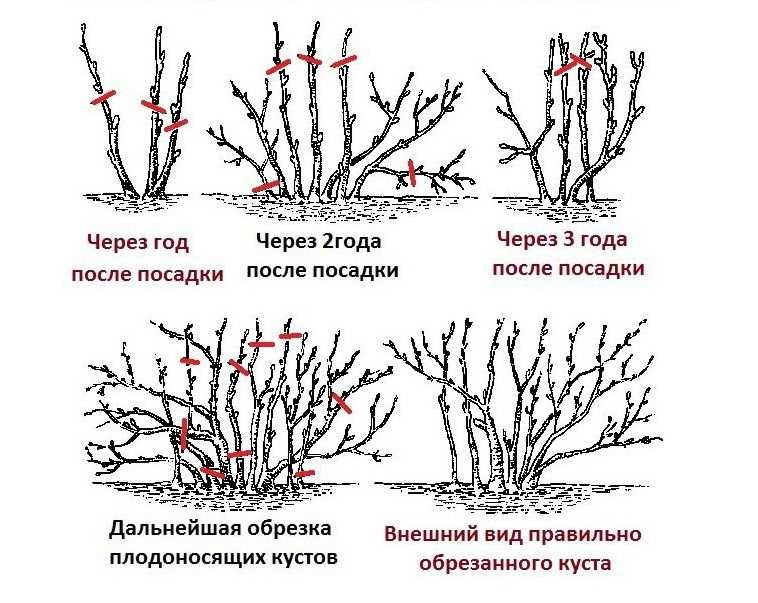 Особенности обрезки куста смородины осенью