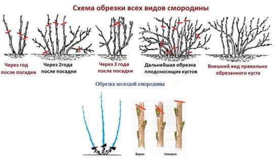 Когда обрезать смородину осенью