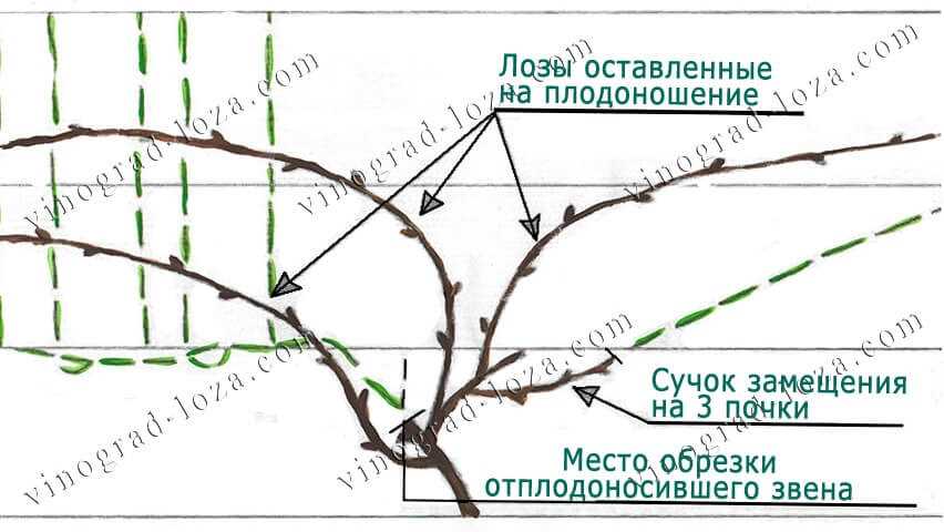 Техники обрезки винограда на беседке