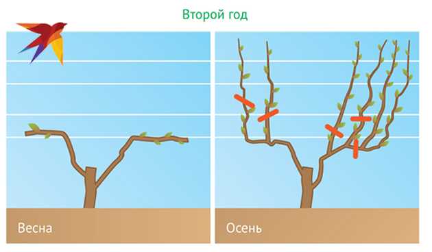 Как правильно осуществлять осеннюю обрезку винограда?