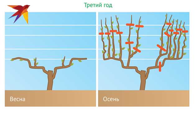 Причины для обрезки винограда