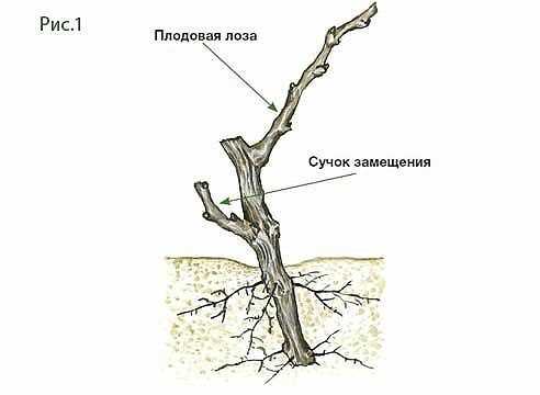 Важность удаления лишних побегов и отводков