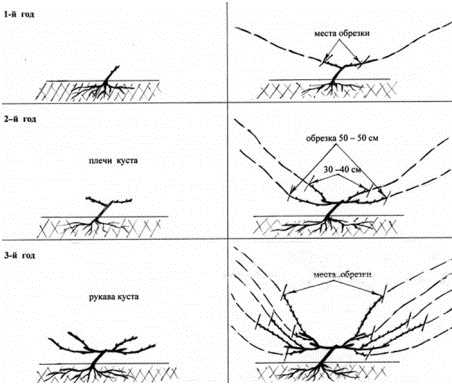 Роли различных видов срезов при обрезке