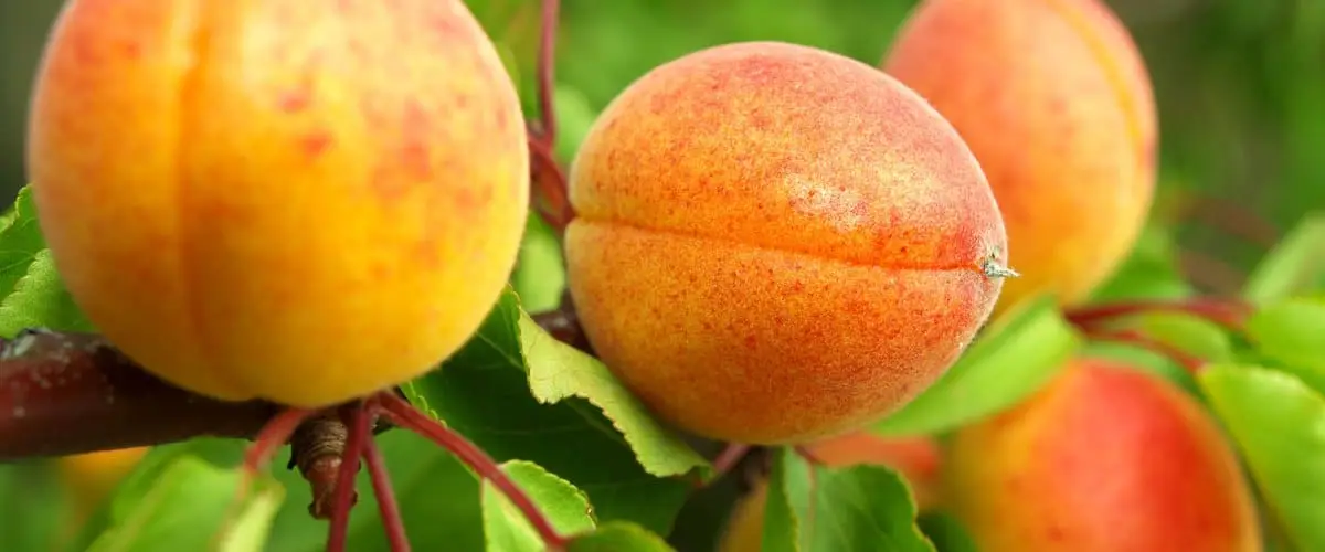 Профилактика болезней и вредителей абрикоса
