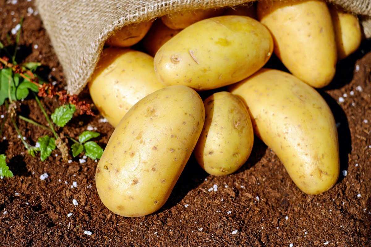 Вредители картофеля: опасности и способы защиты