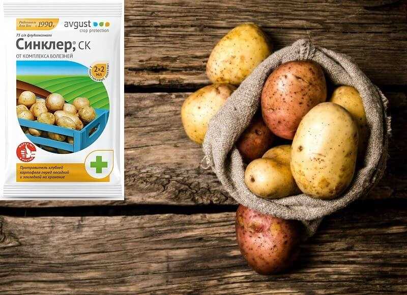 Опасности, создаваемые вредителями картофеля