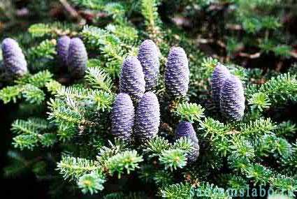 Обыкновенная пихта (Picea abies)