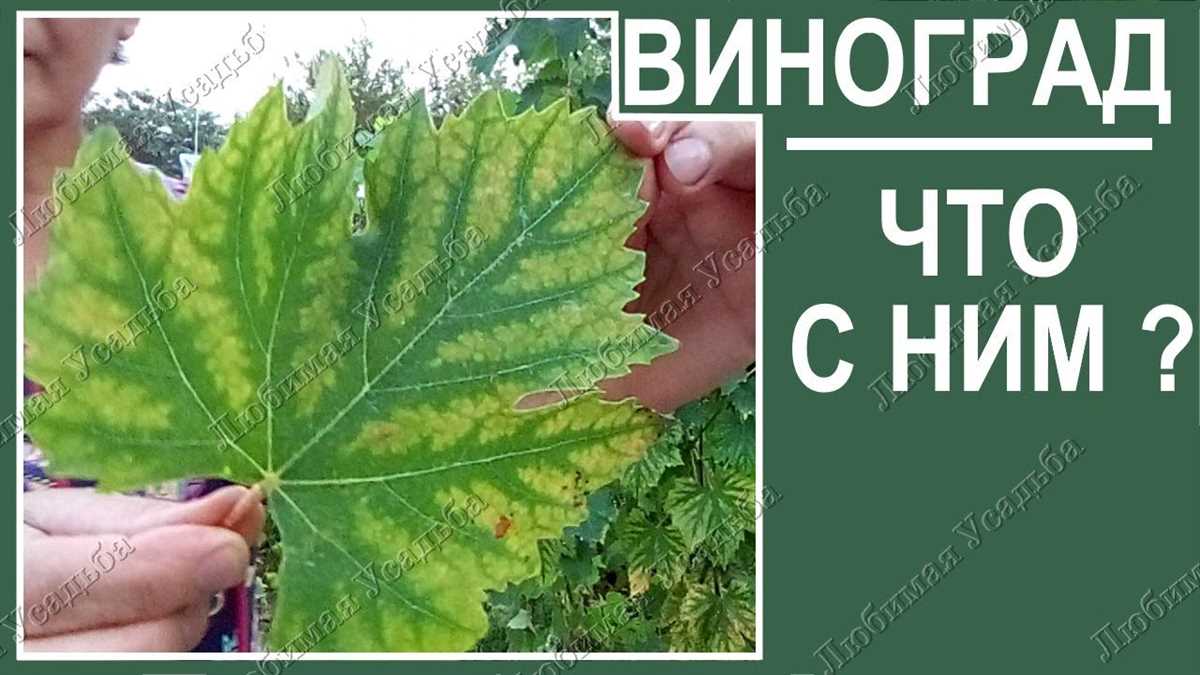 Признаки оидиума на виноградных листьях