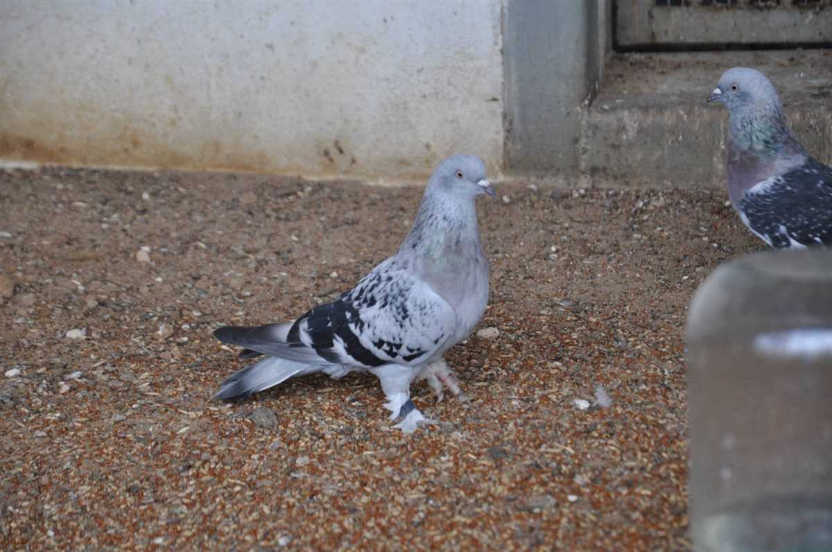 Характер и поведение голубей породы турецкая такла