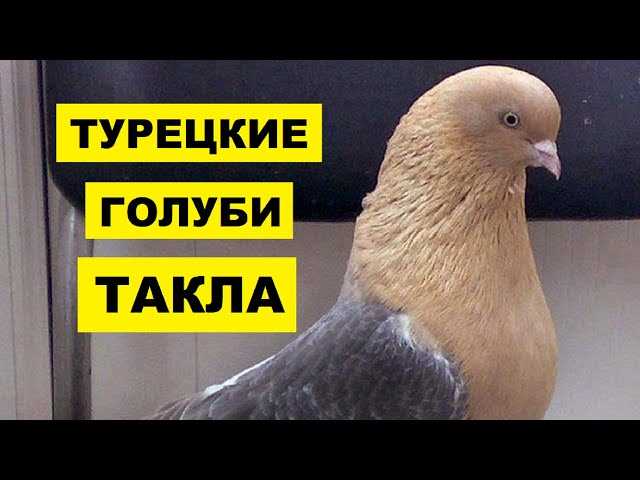 Разведение и уход за голубями породы турецкая такла