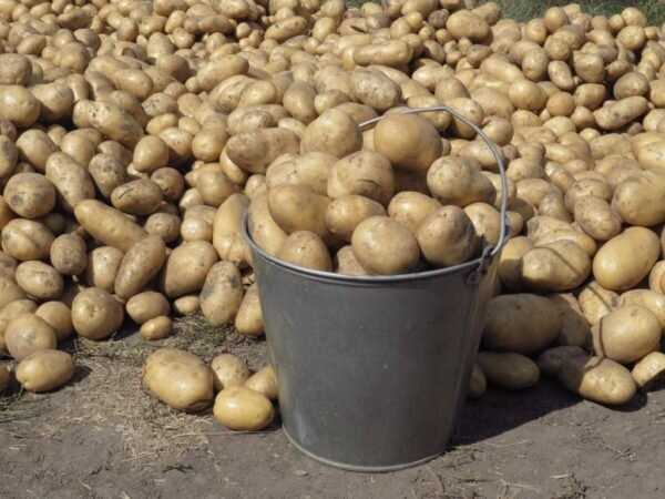 Рекомендации по выбору картофельных сортов для кормления