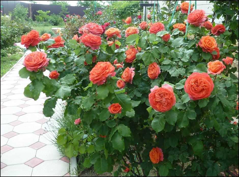 Особенности выращивания роз Гийо