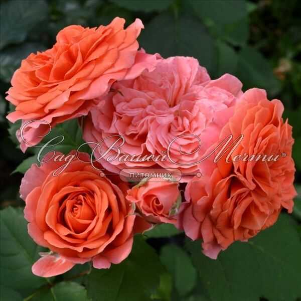 Известные сорта роз Гийо
