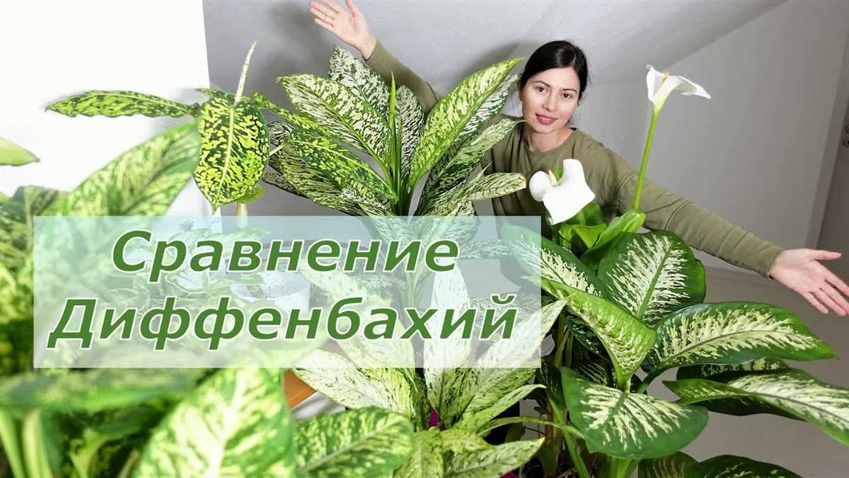 Экзотические виды диффенбахии в декоративном садоводстве