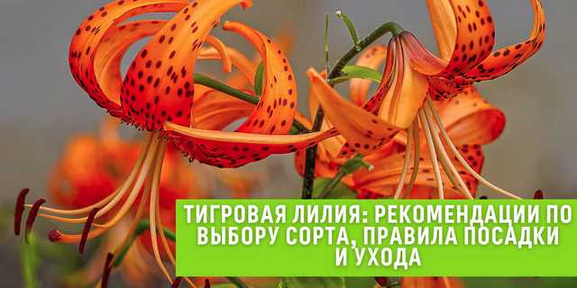 Описание популярных сортов оранжевых лилий