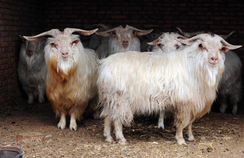 Особенности оренбургской породы коз