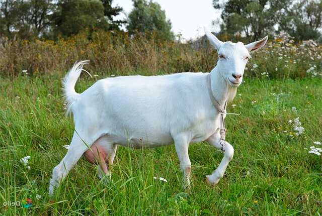 Польза орловской породы коз для человека