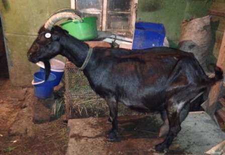 Особенности содержания и ухода за орловской породой коз