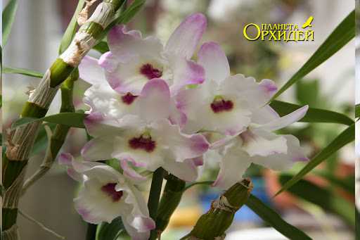 Рекомендации по уходу за орхидеей