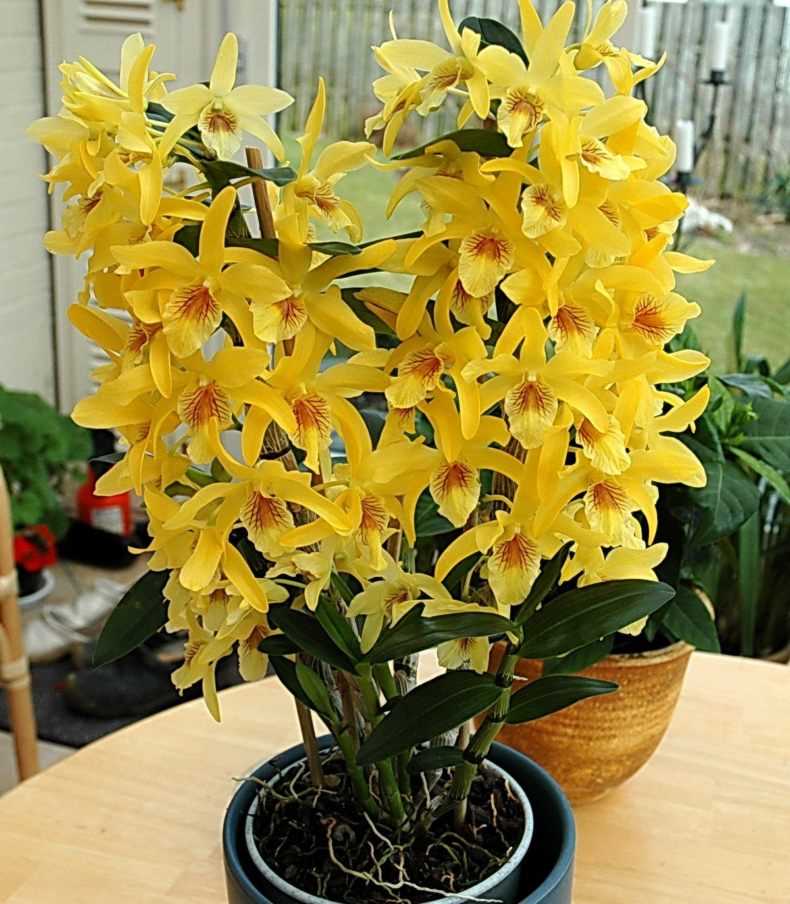 Внешний вид и основные характеристики орхидеи