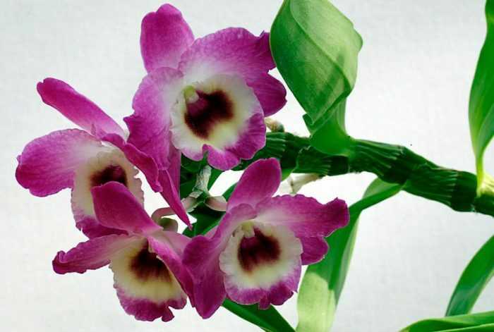 Особенности полива и удобрения орхидеи
