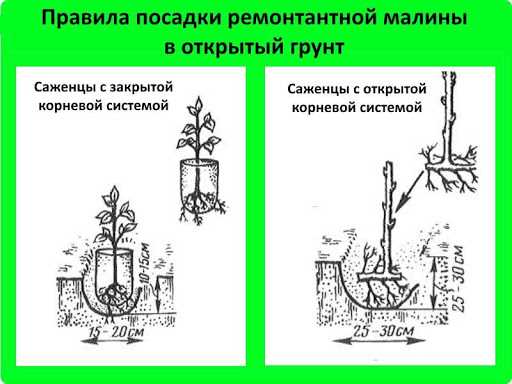 Правила обрезки малины осенью