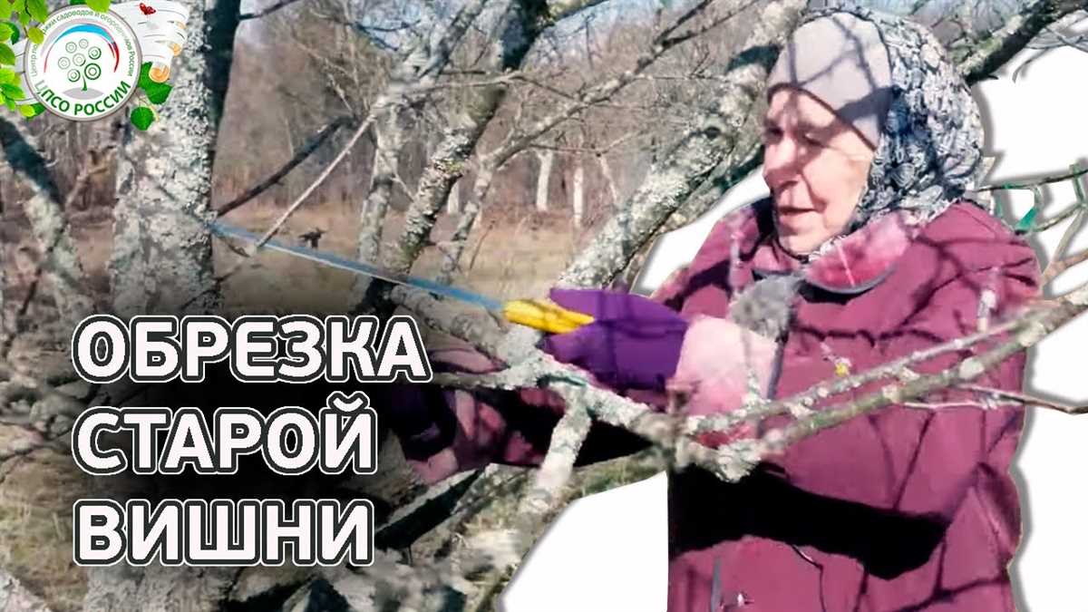 Правила обрезки вишни весной