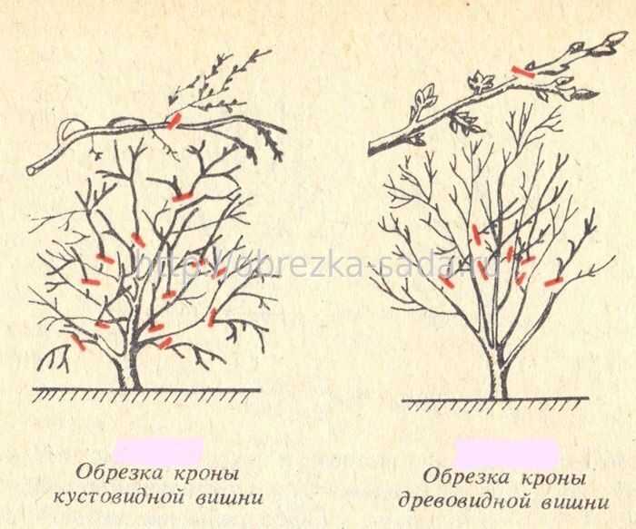 Предотвращение развития болезней и вредителей