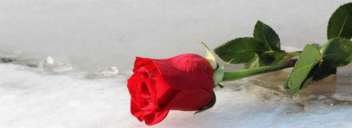 Срезка уральских роз и использование в букетах