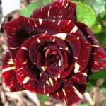 Защита уральских роз от болезней и вредителей