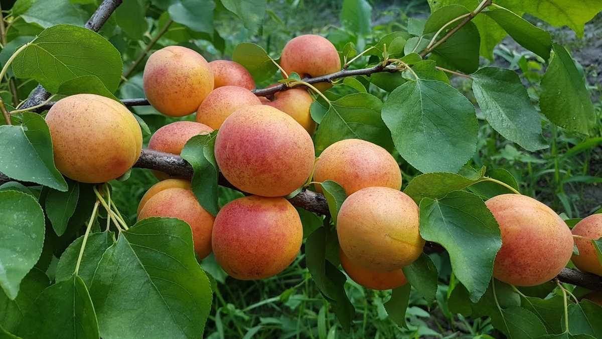 Влияние условий выращивания на плодоношение