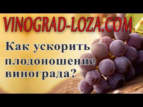 Климатические условия для плодоношения винограда