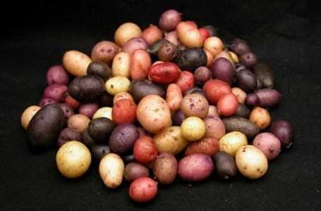 Картофель: особенности процесса размножения растения