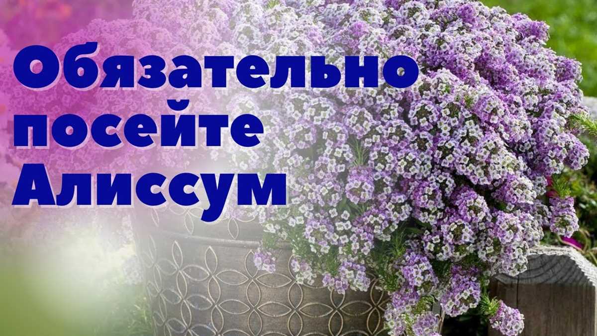 Способы посадки алиссума