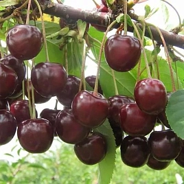 Размер и форма плода вишни «Морель»
