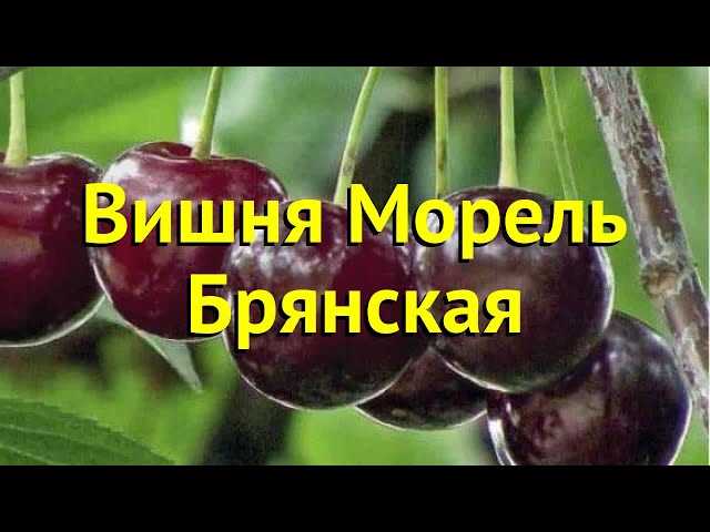 Созревание и урожайность вишни «Морель»