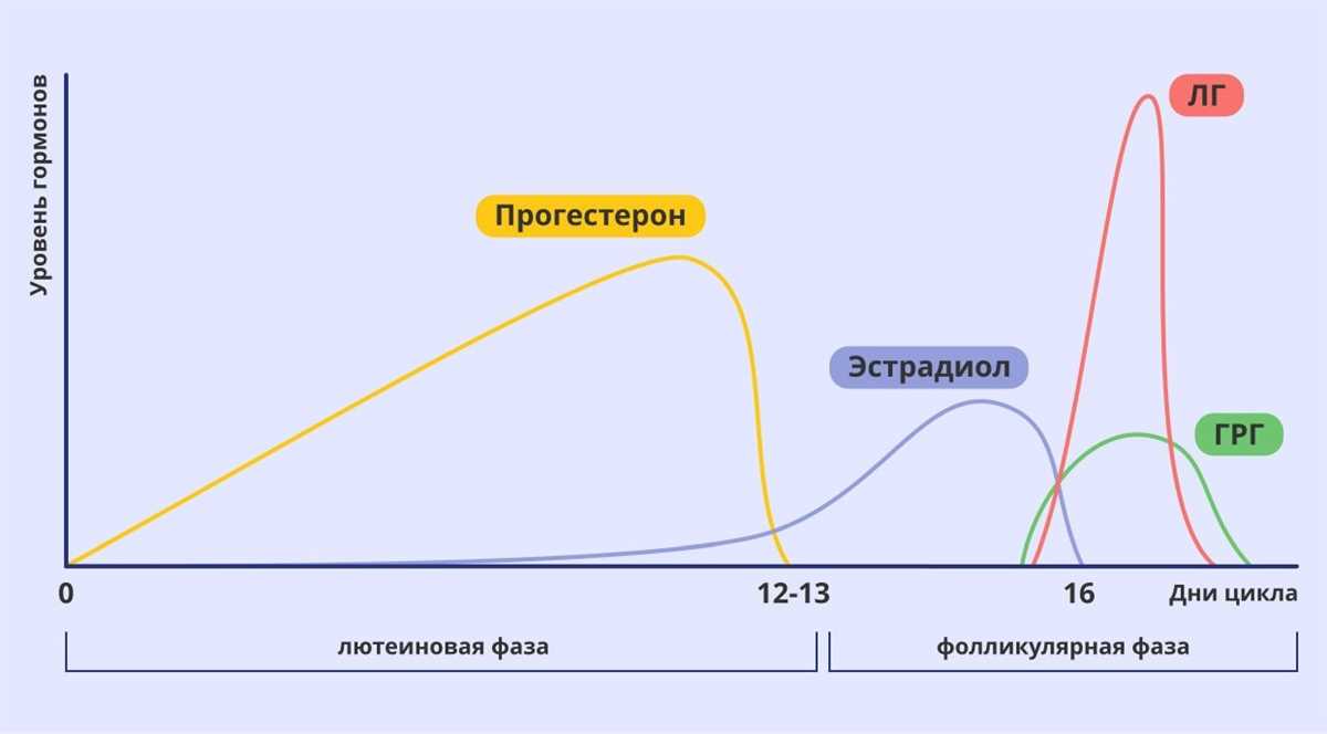 Длительность охоты у коровы